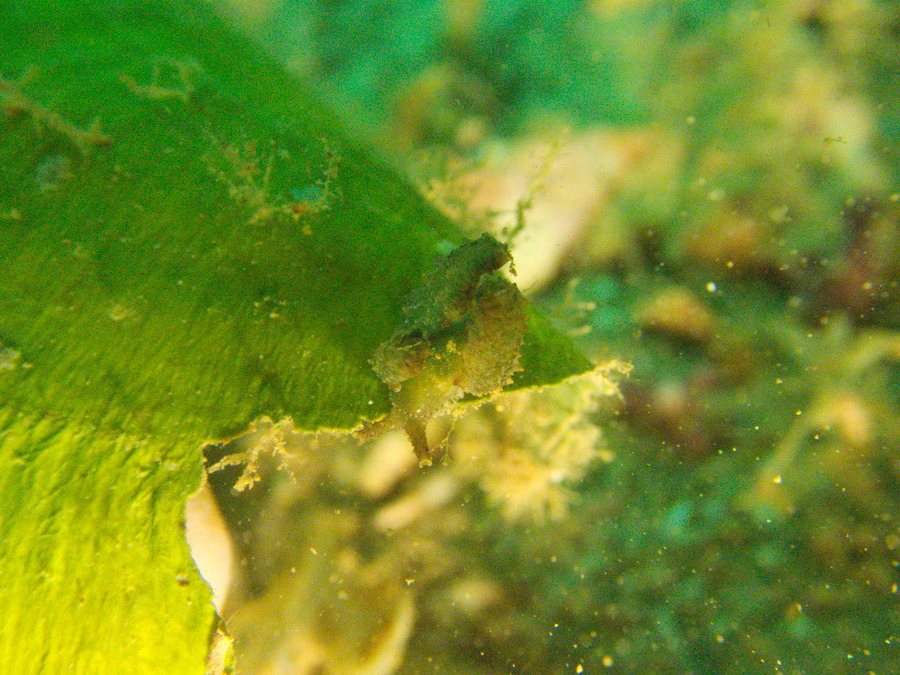 Lobiger sp.