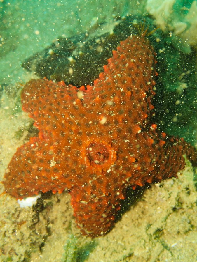Asterina burtoni
