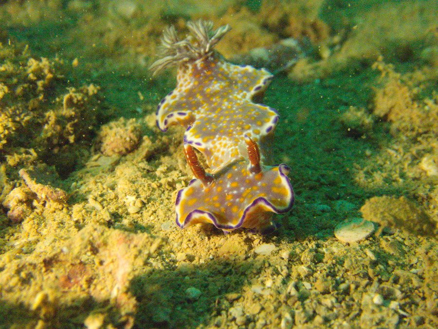 Ceratosoma tenue