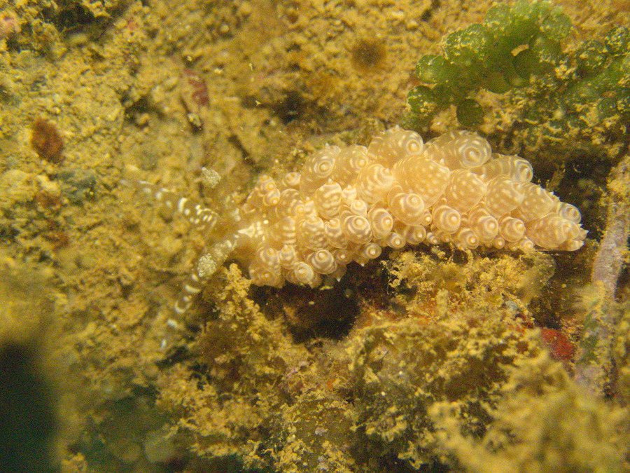 Baeolidia moebii