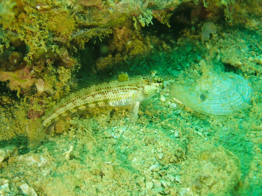 Parapercis snyderi