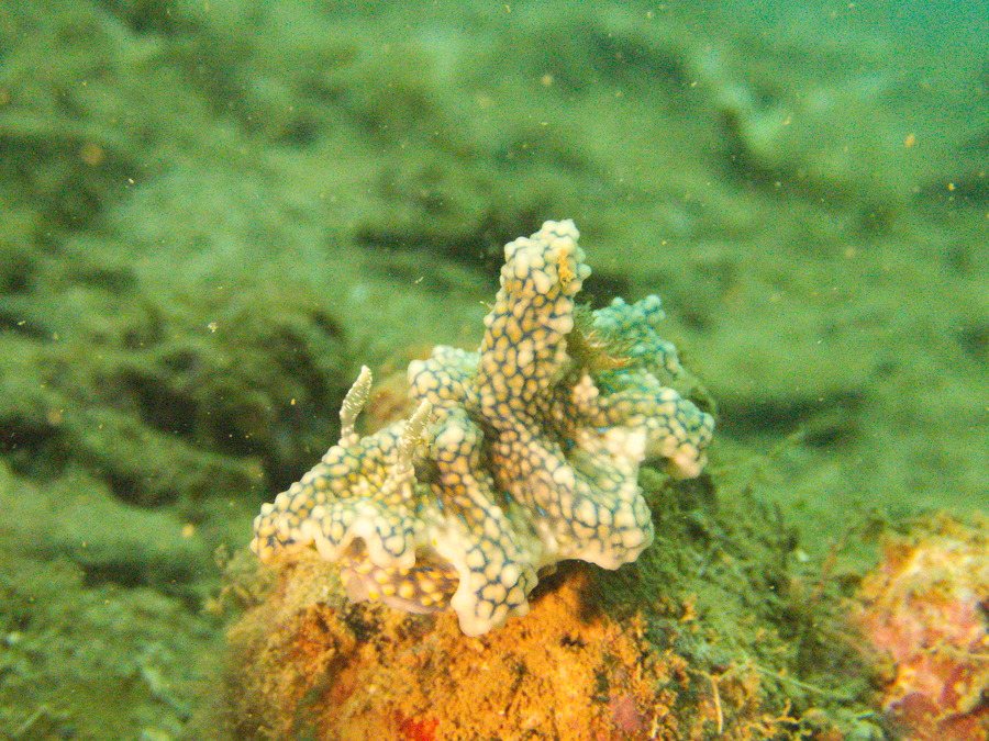 Ceratosoma sinuatum