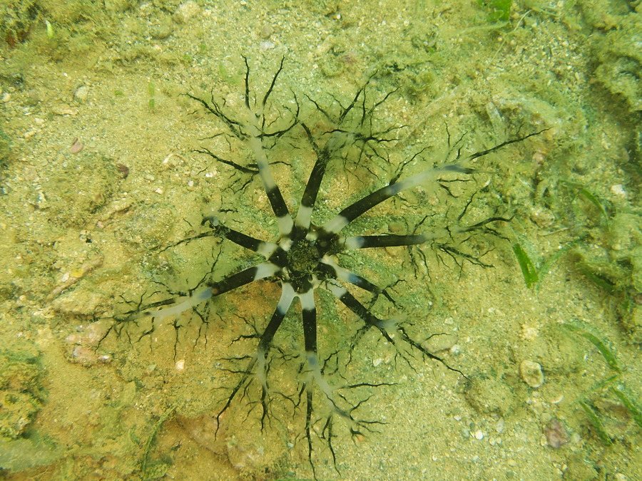 Neothyonidium magnum
