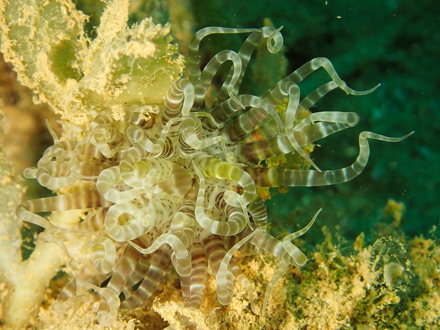Boloceroides macmurrichi