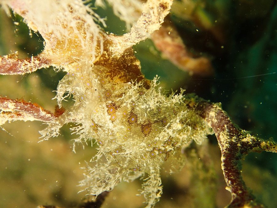 Bursatella leachii
