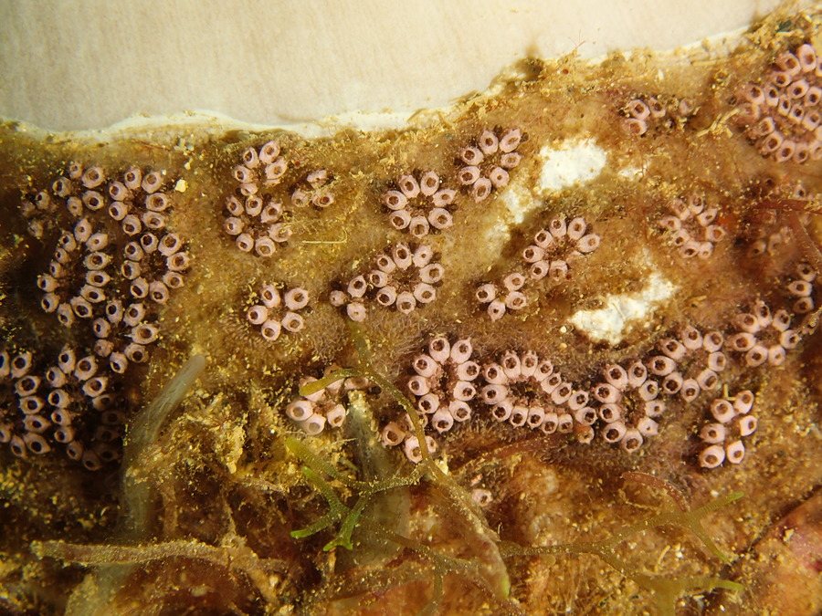 Botryllus tuberatus