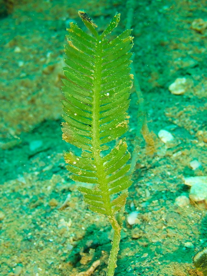 Caulerpa taxifolia
