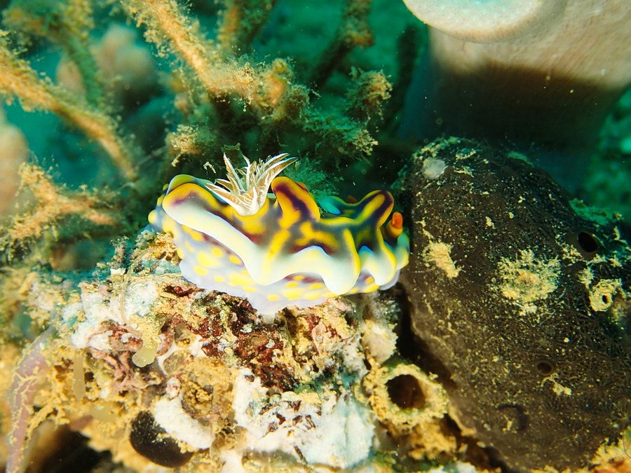 Ceratosoma magnificum