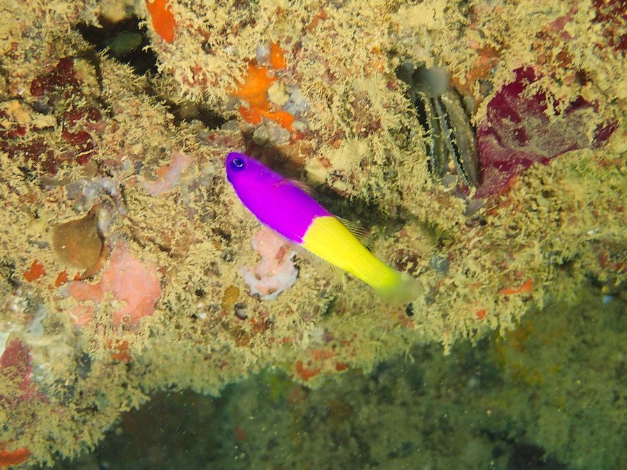 Pseudochromis