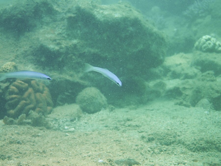 Ptereleotris microlepis