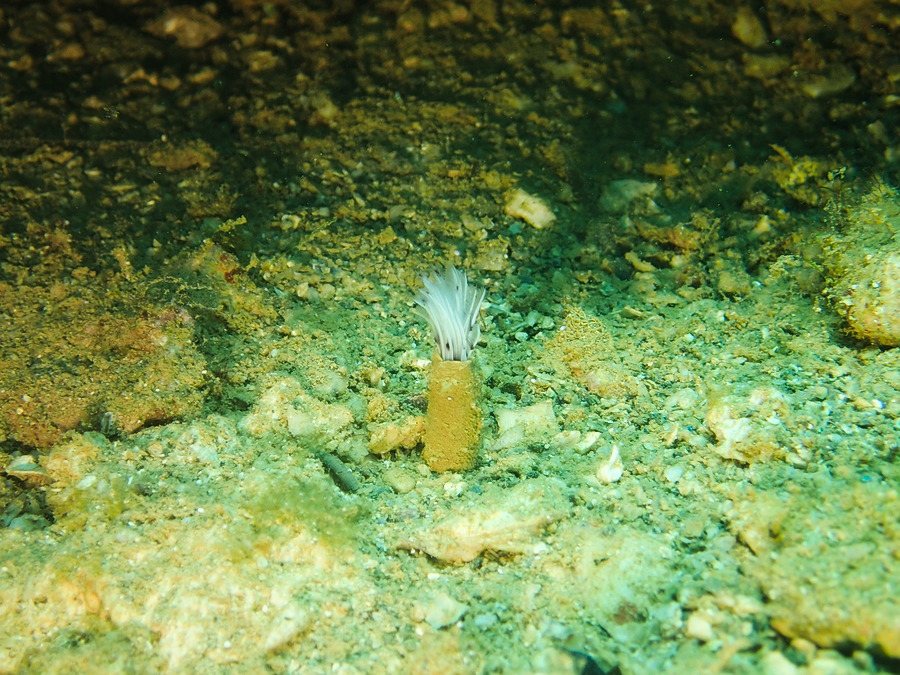 Sabellidae sp.