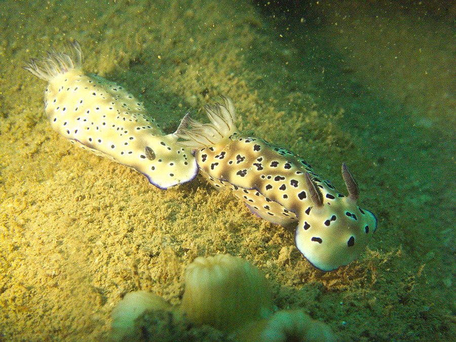 Hypselodoris tryoni