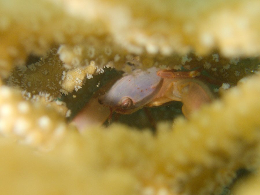 Trapezia cymodoce