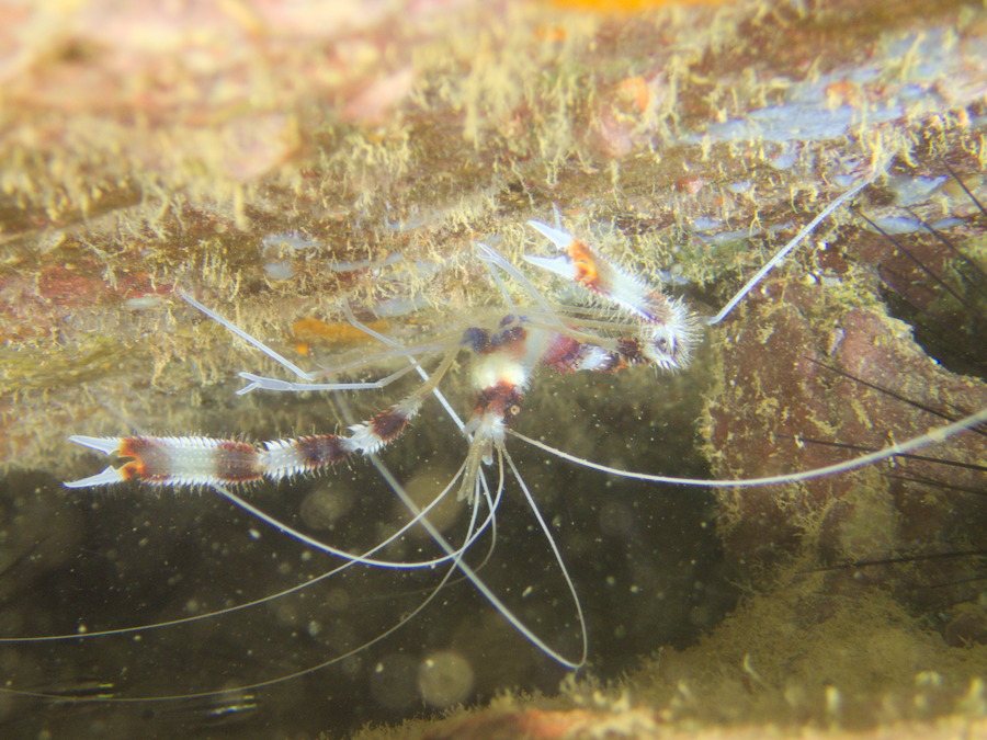 Stenopus hispidus