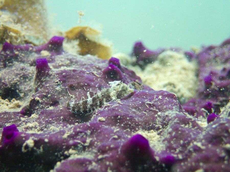 Norfolkia brachylepis