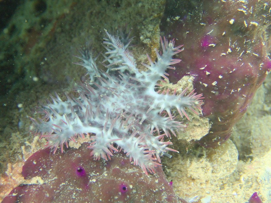 Acanthaster planci