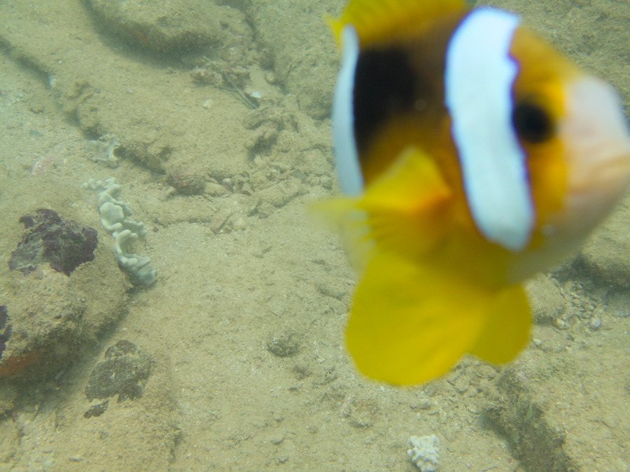 Amphiprion clarkii
