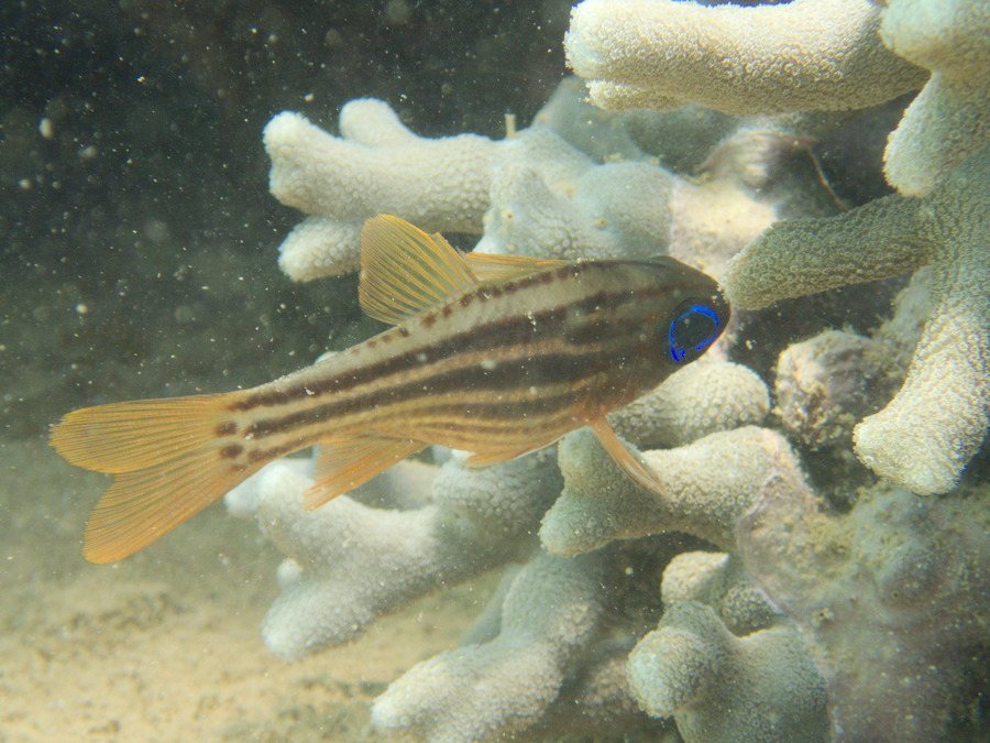 Ostorhinchus compressus