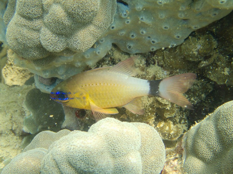 Ostorhinchus aureus