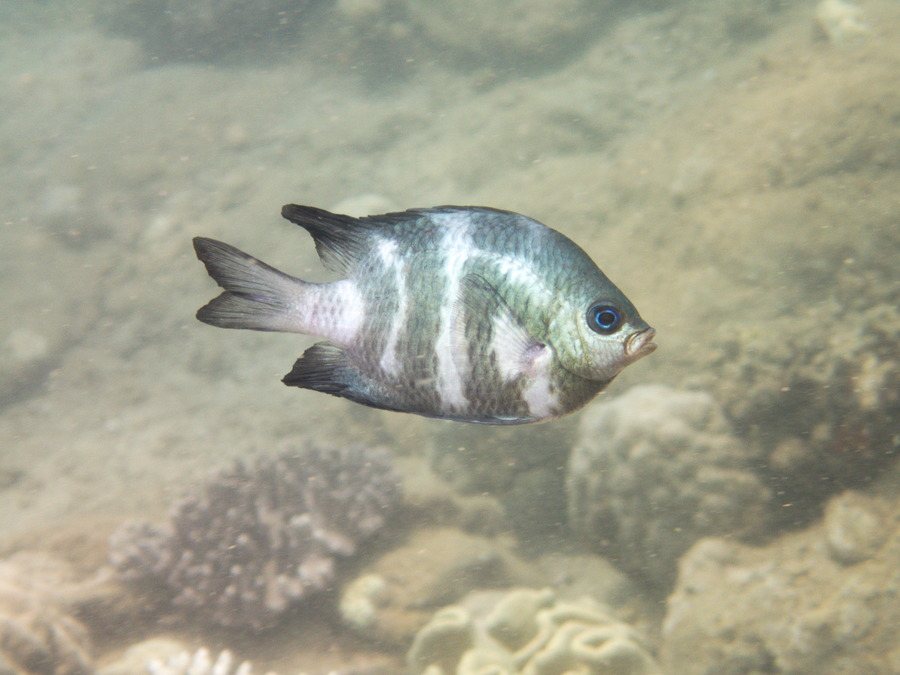 Amblyglyphidodon curacao