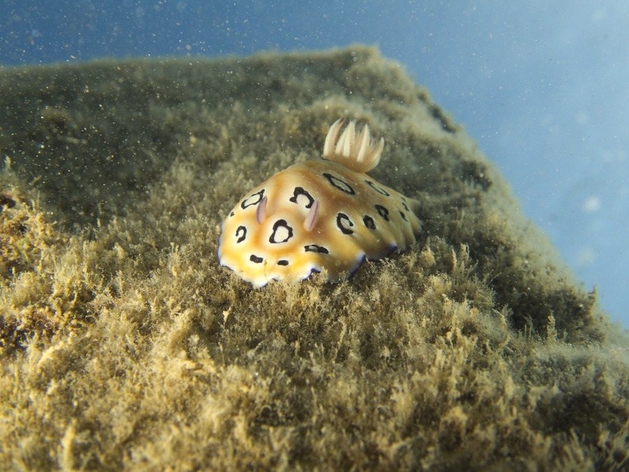 Chromodoris leopardus
