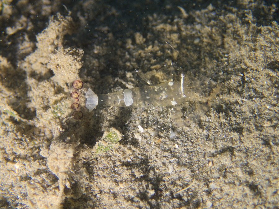 Periclimenes sp.