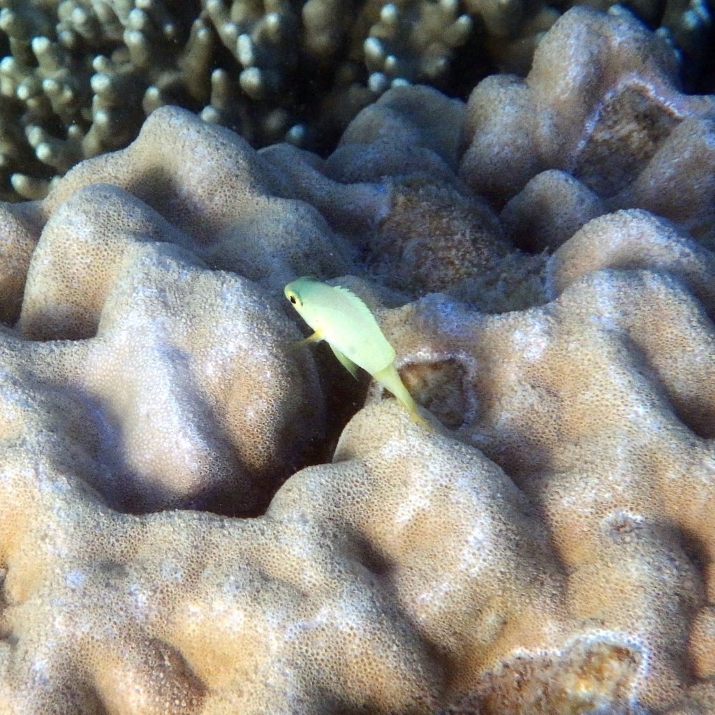 Pomacentrus moluccensis