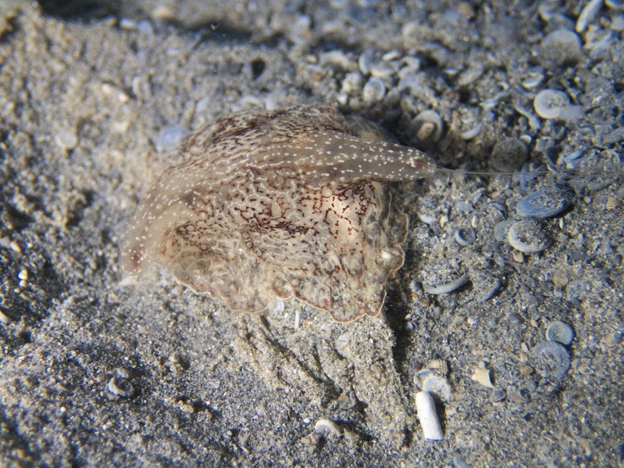 Coeloplana (Benthoplana) meteoris