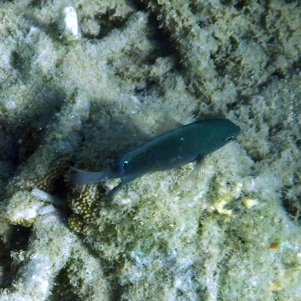 Pomacentrus nakasakiensis