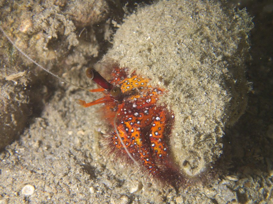 Dardanus megistos