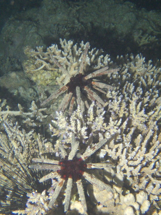 Phyllacanthus imperialis