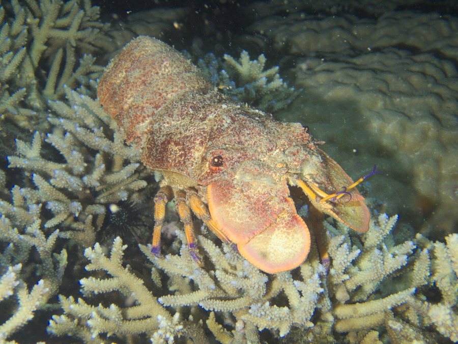 Scyllarides squammosus