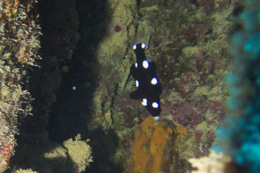 Bodianus axillaris