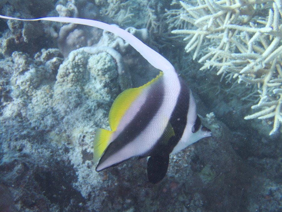 Heniochus acuminatus