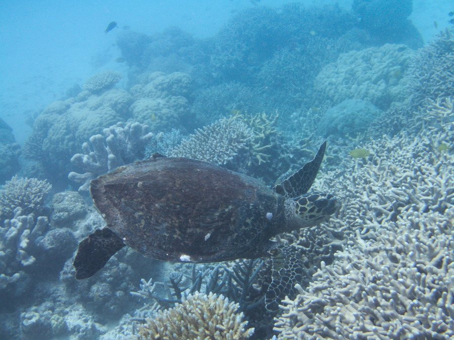 Chelonia mydas (tortue verte)