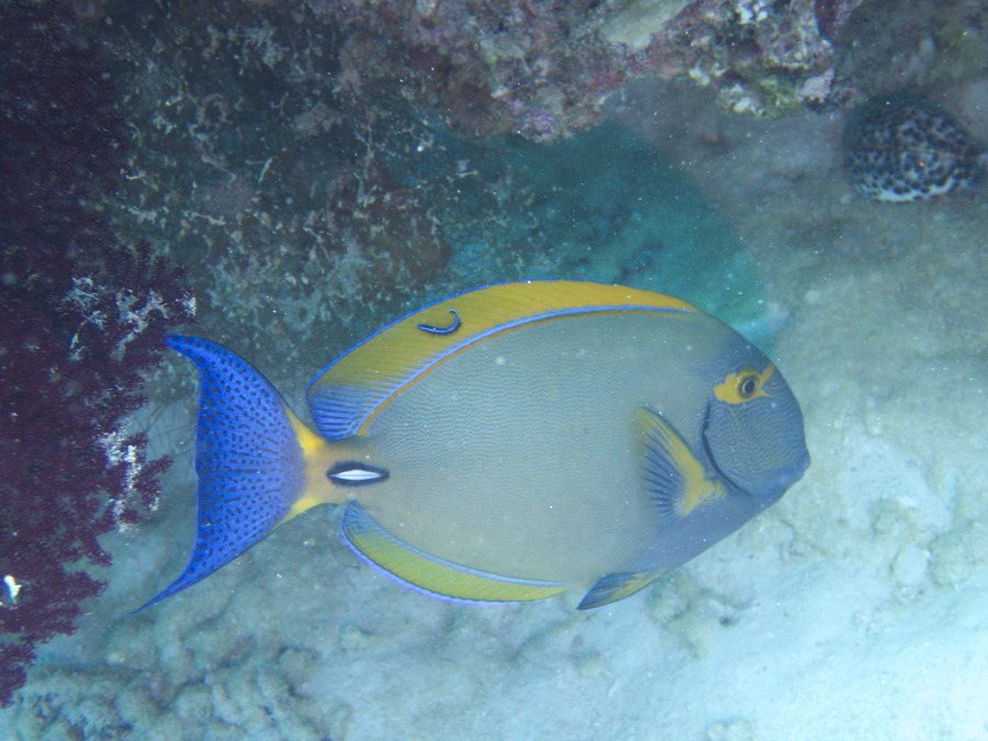 Acanthurus xanthopterus