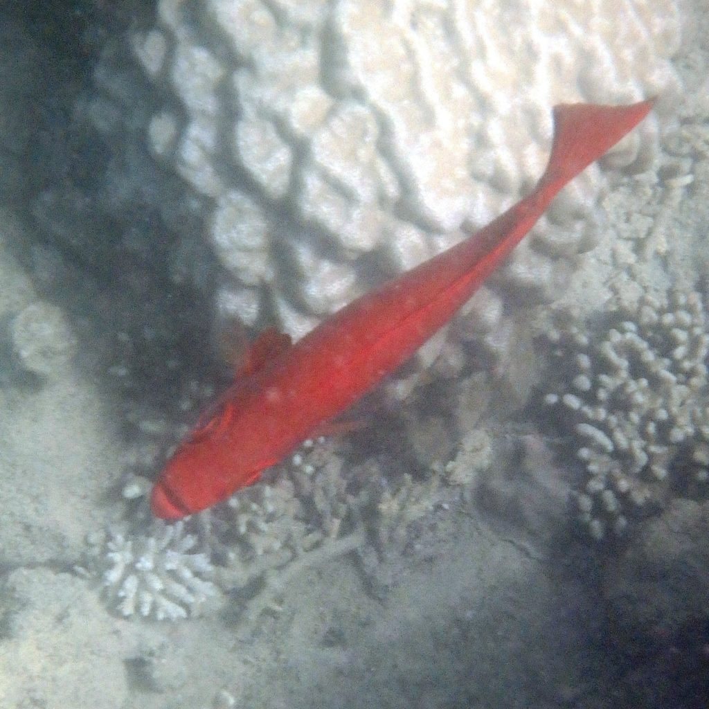 Epinephelus fasciatus