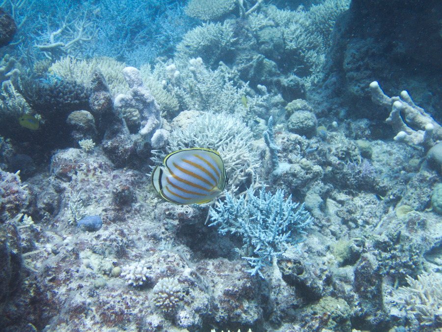 Chaetodon ornatissimus