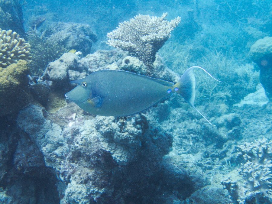 Naso unicornis