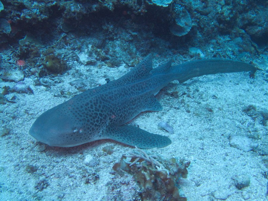 Requin léopard ou requin zèbre