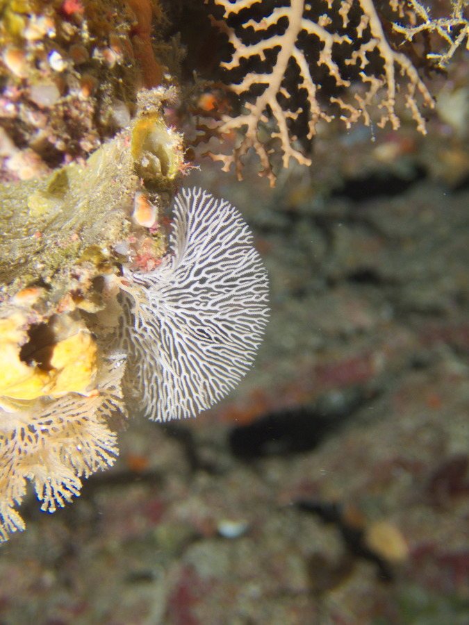 Idmidronea sp.