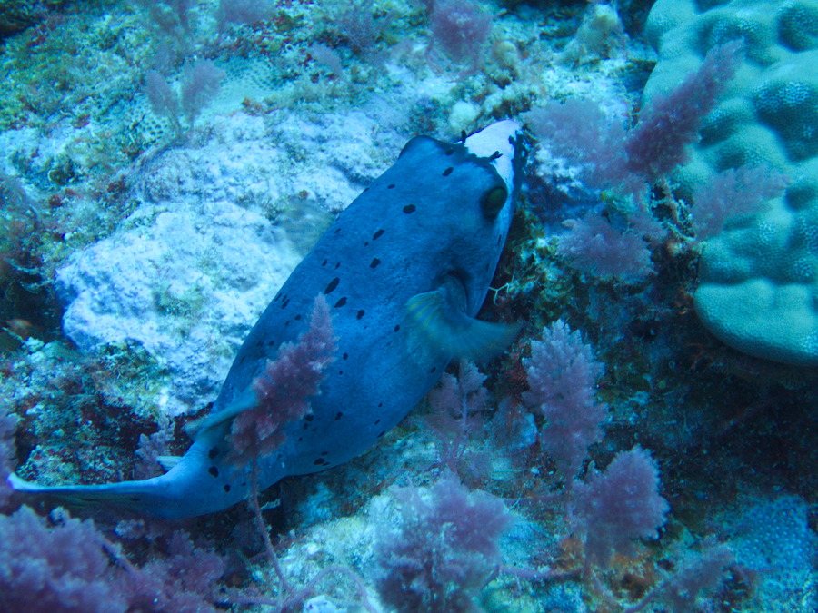 Arothron nigropunctatus