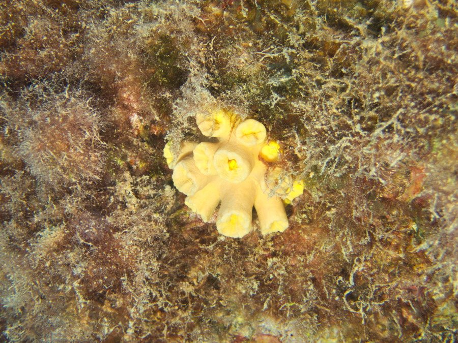 Dendrophyllidae sp.