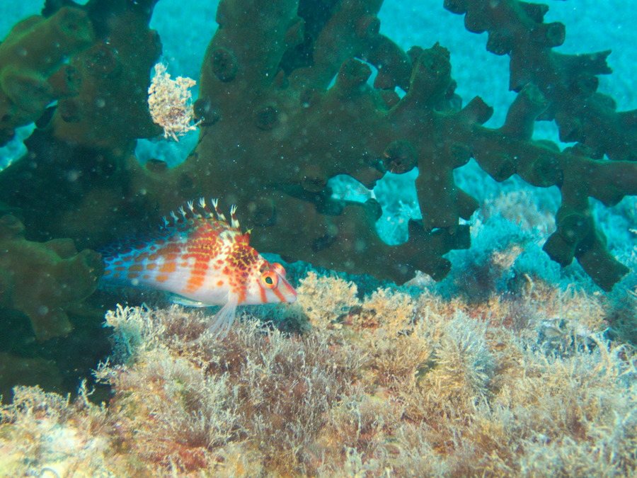 Cirrhitichthys falco