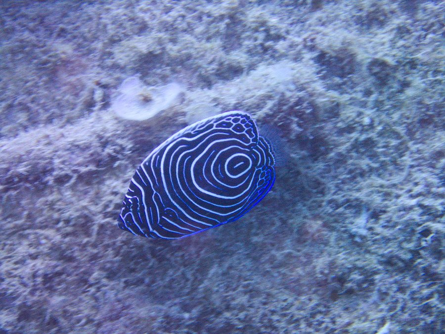 Pomacanthus semicirculatus