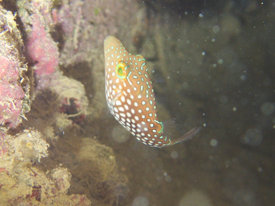 Canthigaster janthinoptera