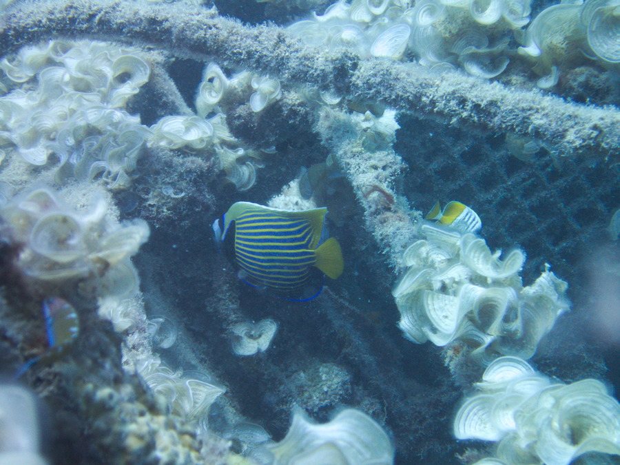 Pomacanthus imperator