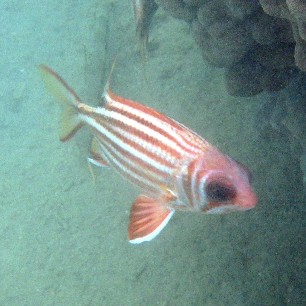 Sargocentron rubrum