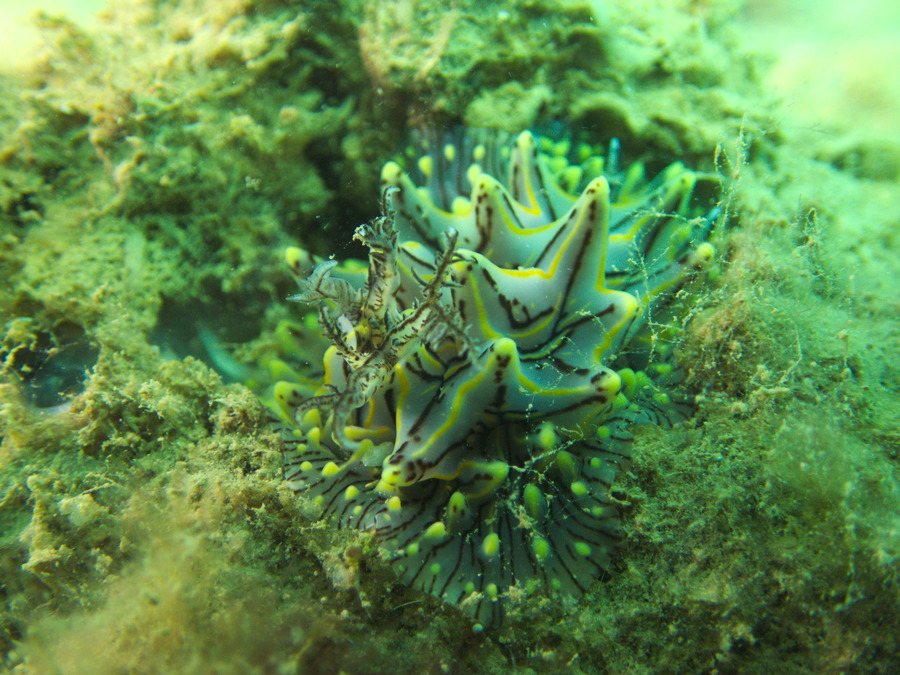 Halgerda willeyi
