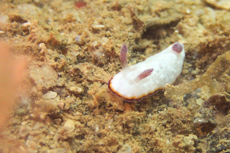 Goniobranchus preciosa